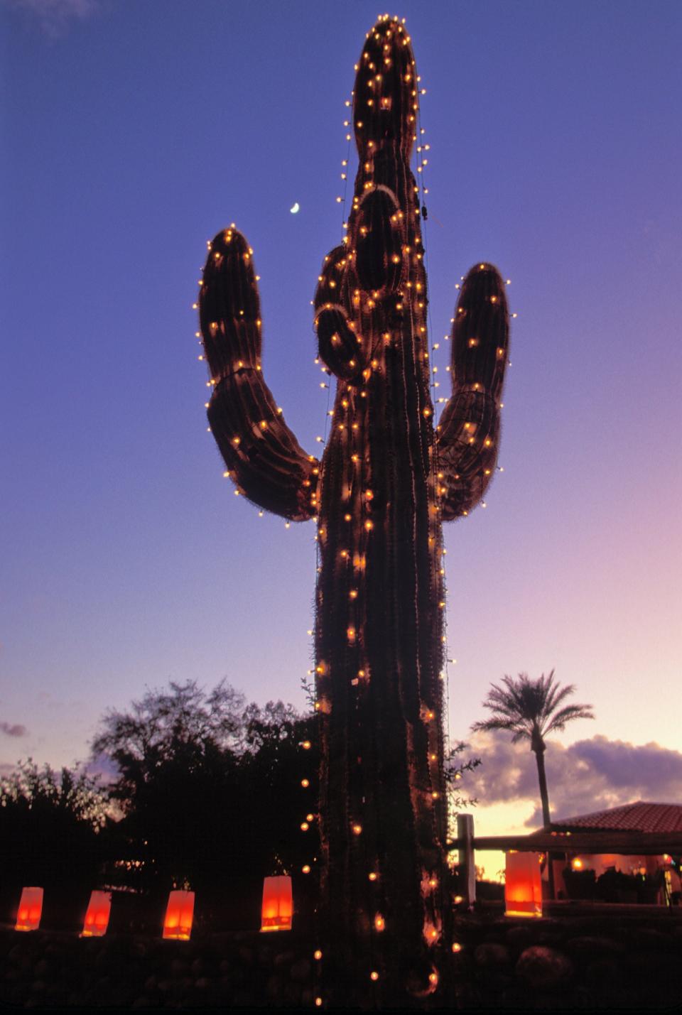 christmas cactus