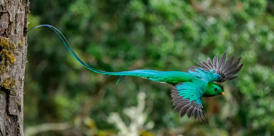 A resplendent quetzal on the wing (Getty Images/iStockphoto)