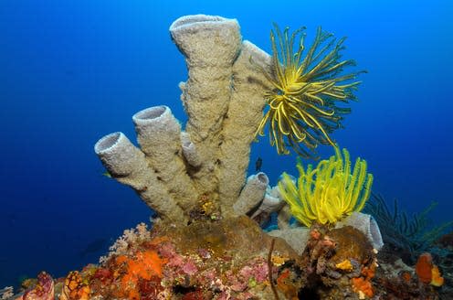 <span class="caption">Tube sponge (Porifera).</span> <span class="attribution"><a class="link " href="https://www.shutterstock.com/image-photo/tube-sponge-porifera-colorful-feather-stars-203889052" rel="nofollow noopener" target="_blank" data-ylk="slk:kaschibo/Shutterstock;elm:context_link;itc:0;sec:content-canvas">kaschibo/Shutterstock</a></span>