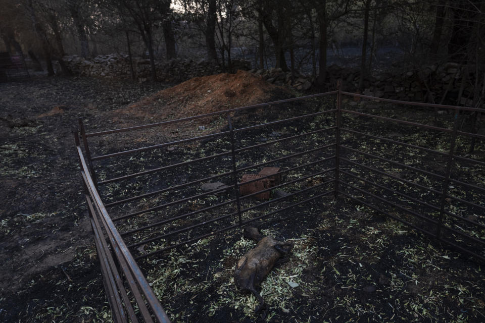 FILE - A dead goat lies on the ground after a forest fire on a farm in San Martin de Tabara, north-west Spain, July 19, 2022. Major wildfires in Europe are starting earlier in the year, becoming more frequent, doing more damage and getting harder to stop. And, scientists say, they’re probably going to get worse as climate change intensifies unless countermeasures are taken. (AP Photo/Bernat Armangue, File)