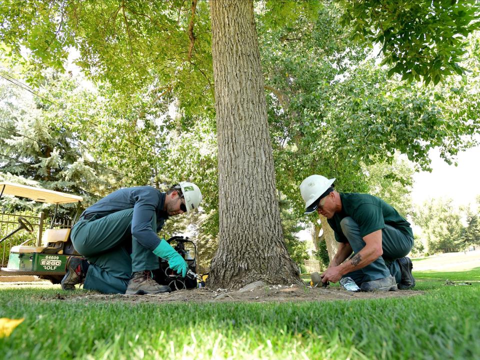 ash tree