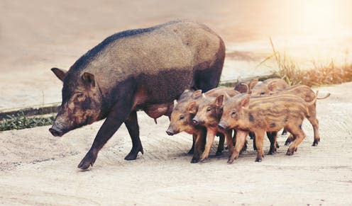 <span class="caption">This little piggy went to Genoa. </span> <span class="attribution"><a class="link " href="https://www.shutterstock.com/image-photo/wild-boar-family-came-into-city-731349619?src=JphGmbWNm8eLcjmh5Oc5bQ-1-0" rel="nofollow noopener" target="_blank" data-ylk="slk:Shutterstock.;elm:context_link;itc:0;sec:content-canvas">Shutterstock.</a></span>