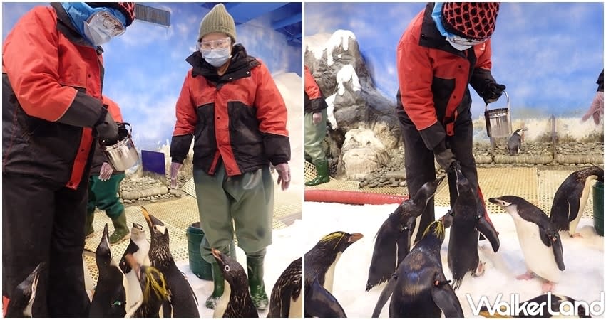 <p>The National Museum of Marine Biology and Aquarium in Pingtung  is launching a new event to let visitors get up close and personal with penguins. (Photo courtesy of Taipei Walker)</p>
