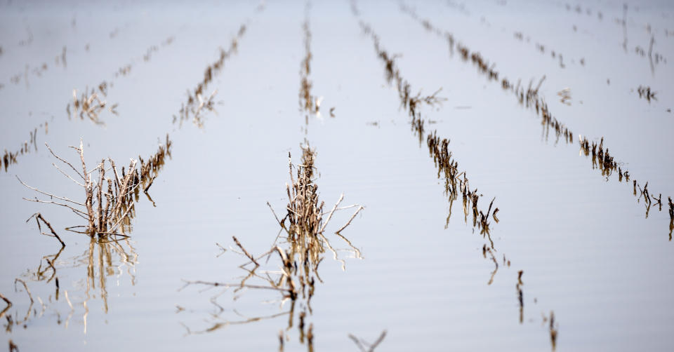 Rows of farm land near Holly Bluff, Miss., are covered with backwater flooding, in this May 23, 2019 photo. Normally there would be cotton or corn or soybean crops in the rows. U.S. Senator Cindy Hyde-Smith, R-Miss., sent a letter Wednesday, June 12, 2019 to President Trump to approve the use of temporary pumps in the Yazoo Backwater Area to begin removing floodwaters that have contaminated the region for months on end. (AP Photo/Rogelio V. Solis)