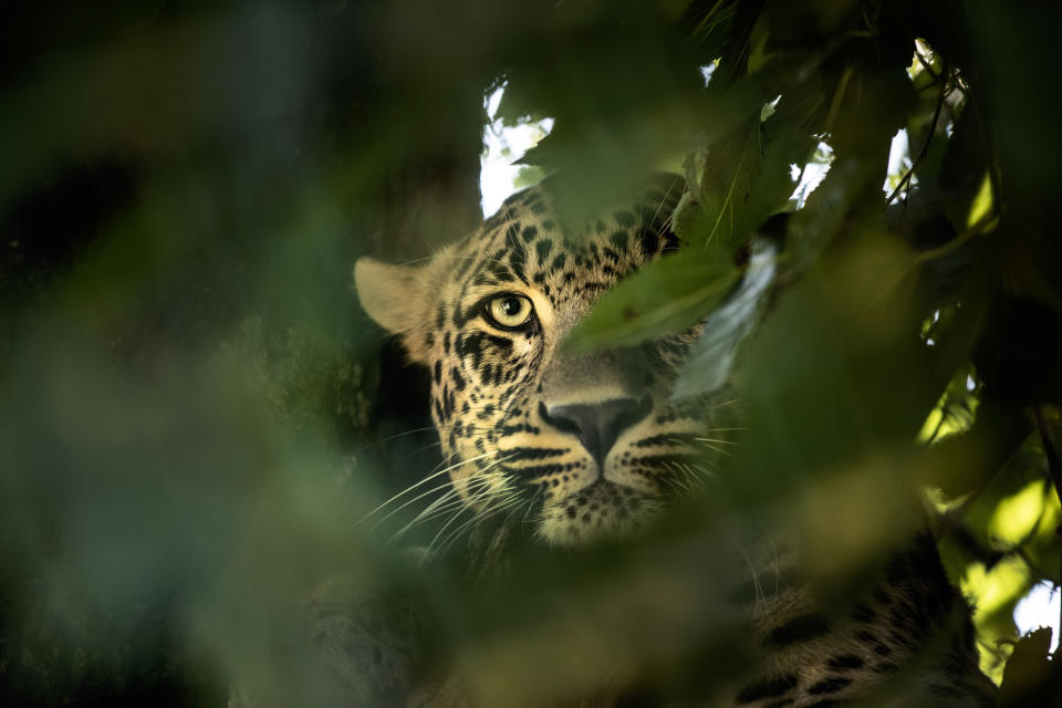 A leopard looks from a tree inside an enclosure at the Dachigam National Park on the outskirts of Srinagar, Indian controlled Kashmir, Saturday, Sept. 12, 2020. Amid the long-raging deadly strife in Indian-controlled Kashmir, another conflict is silently taking its toll on the Himalayan region’s residents: the conflict between man and wild animals. According to official data, at least 67 people have been killed and 940 others injured in the past five years in attacks by wild animals in the famed Kashmir Valley, a vast collection of alpine forests, connected wetlands and waterways known as much for its idyllic vistas as for its decades-long armed conflict between Indian troops and rebels. (AP Photo/Mukhtar Khan)