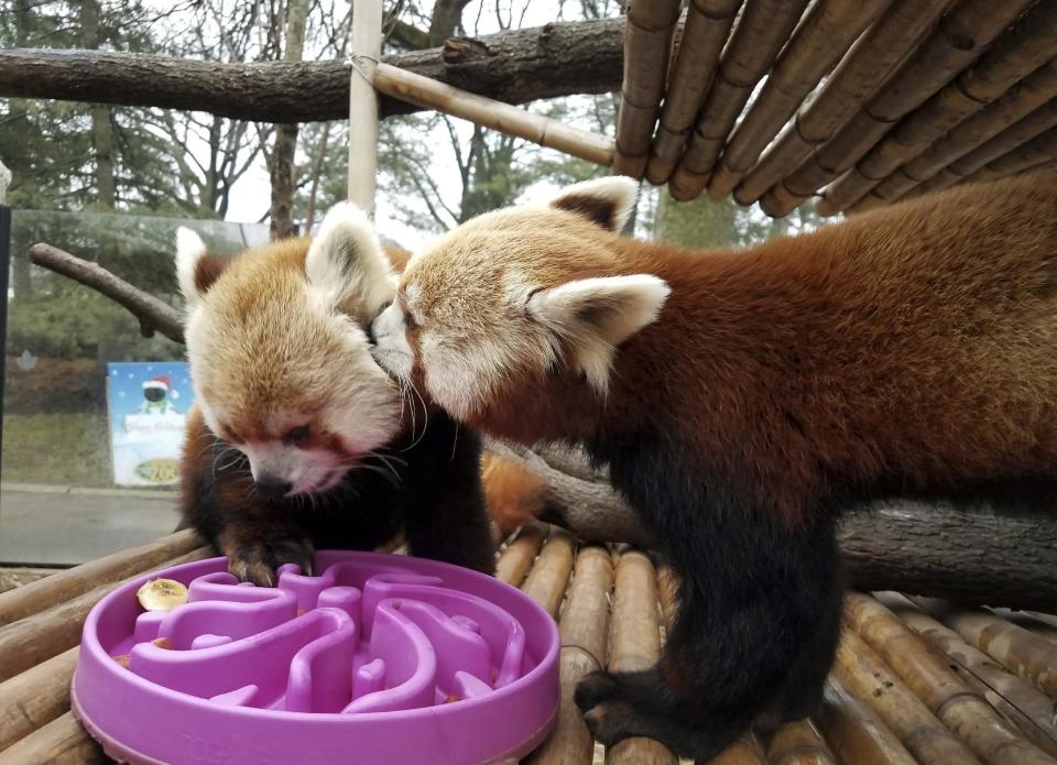 This Monday, Jan. 2, 2017, photo provided by the Elmwood Park Zoo shows a red panda named Shredder, left, and his brother Slash, right, at the zoo in Norristown, Pa. The suburban Philadelphia zoo says 2-year-old Shredder died Wednesday, Jan. 4, 2017, and a necropsy found signs of heart disease. The species is listed as endangered, with fewer than 10,000 red pandas living in the wild. (Kate Olsen/Elmwood Park Zoo via AP)