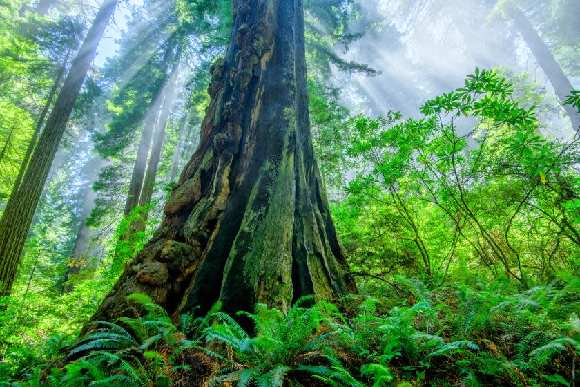 USA,California, Del Norte County, Redwood National Park, Forest in morning fog. (Photo by: Dukas/Universal Images Group via Getty Images)