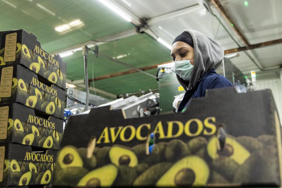 Avocados are packed for their journey north to the U.S. in time for the Super Bowl. Uruapan, Michoacán. Feb. 3, 2023