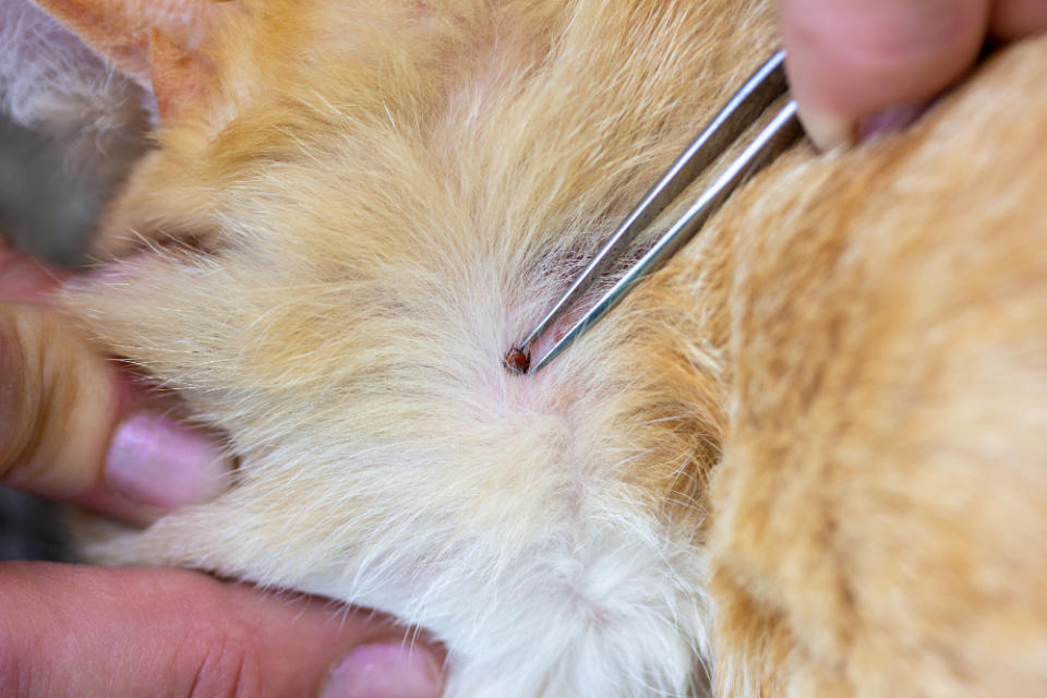 圖五 有跳蚤的貓抓破皮膚，會感染細菌導致發燒。圖片來源：p'adore寵愛提供