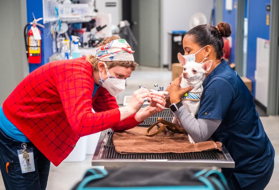 Liz Austin clips Tink’s nails as Karen Parson holds him at the Monroe County Humane Society’s Nonprofit Veterinary Clinic and Outreach Center on Wednesday. (Rich Janzaruk / Herald-Times)