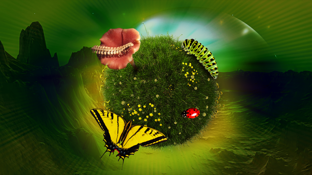a butterfly and a red flower on a grassy earth