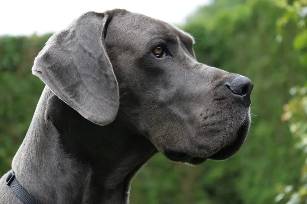 Photo of Great Dane standing. A therapy dog like this received the hero award.