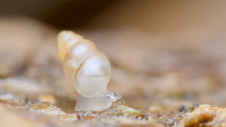 A slender herald snail, a common European species. Adults measure up to two milimeters. - Andy Murray