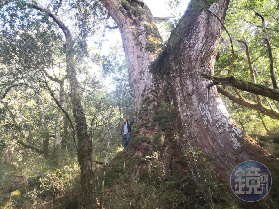 目測所遇山徑上最大的檜木。