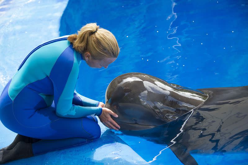 A rescued pilot whale named Ava continues her road to recovery while under the watchful eye of the animal care team at SeaWorld Orlando.