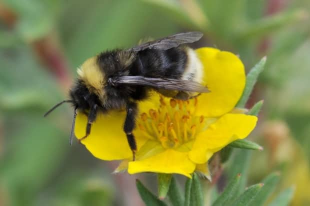 While some bee populatons, like the Western bumblebee, are decreasing, others may   be increasing, according to the study from Simon Fraser University. (Sarah Johnson/Simon Fraser University - image credit)