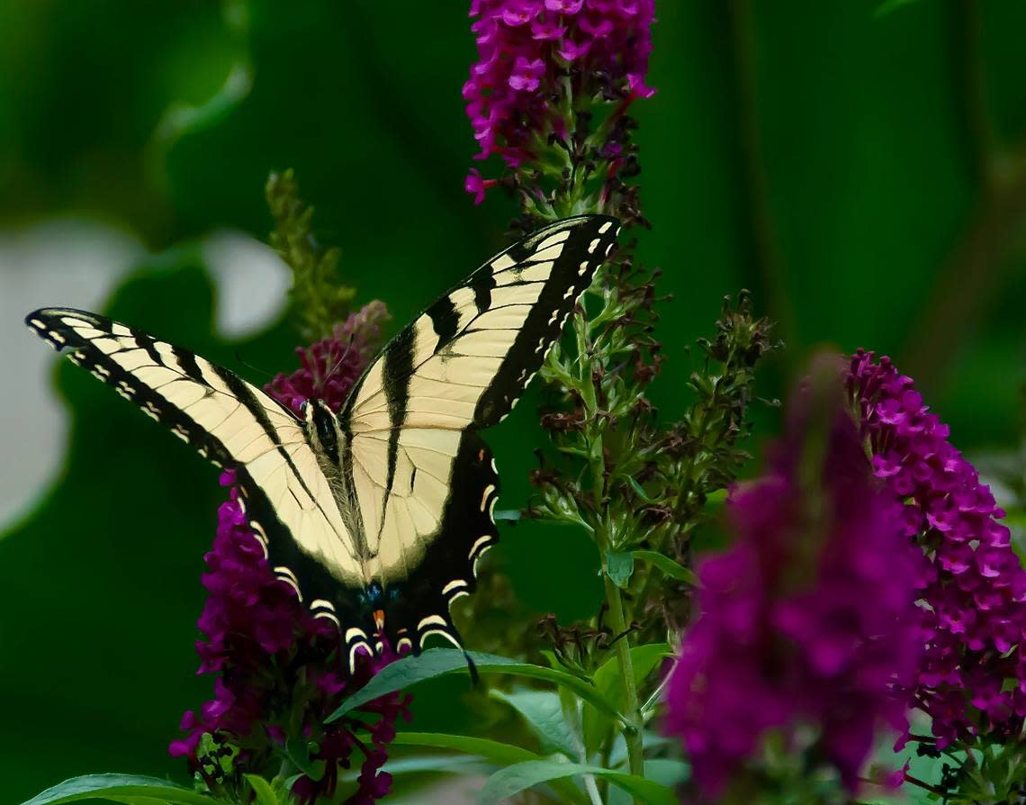 Miss Molly butterfly bush is non-invasive and can be planted in Oregon and Washington. It is a favorite of the Eastern Tiger swallowtail butterflies. Norman Winter/Special to the Ledger-Enquirer
