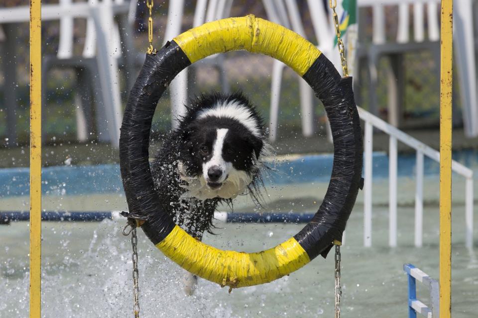 <p>Dog “Ozzy” takes part in the jumping competition during the Dog Olympic Games in Rio de Janeiro, Brazil, Sunday, Sept. 18, 2016. Owner of the dog park and organizer of the animal event Marco Antonio Toto says his goal is to socialize humans and their pets while celebrating sports. (AP Photo/Silvia Izquierdo) </p>