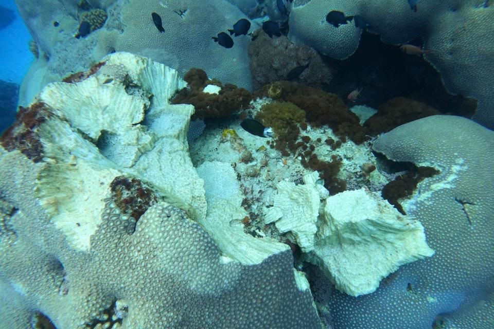 綠島鄉石朗保護區珊瑚礁遭破壞。(怪獸潛水提供)