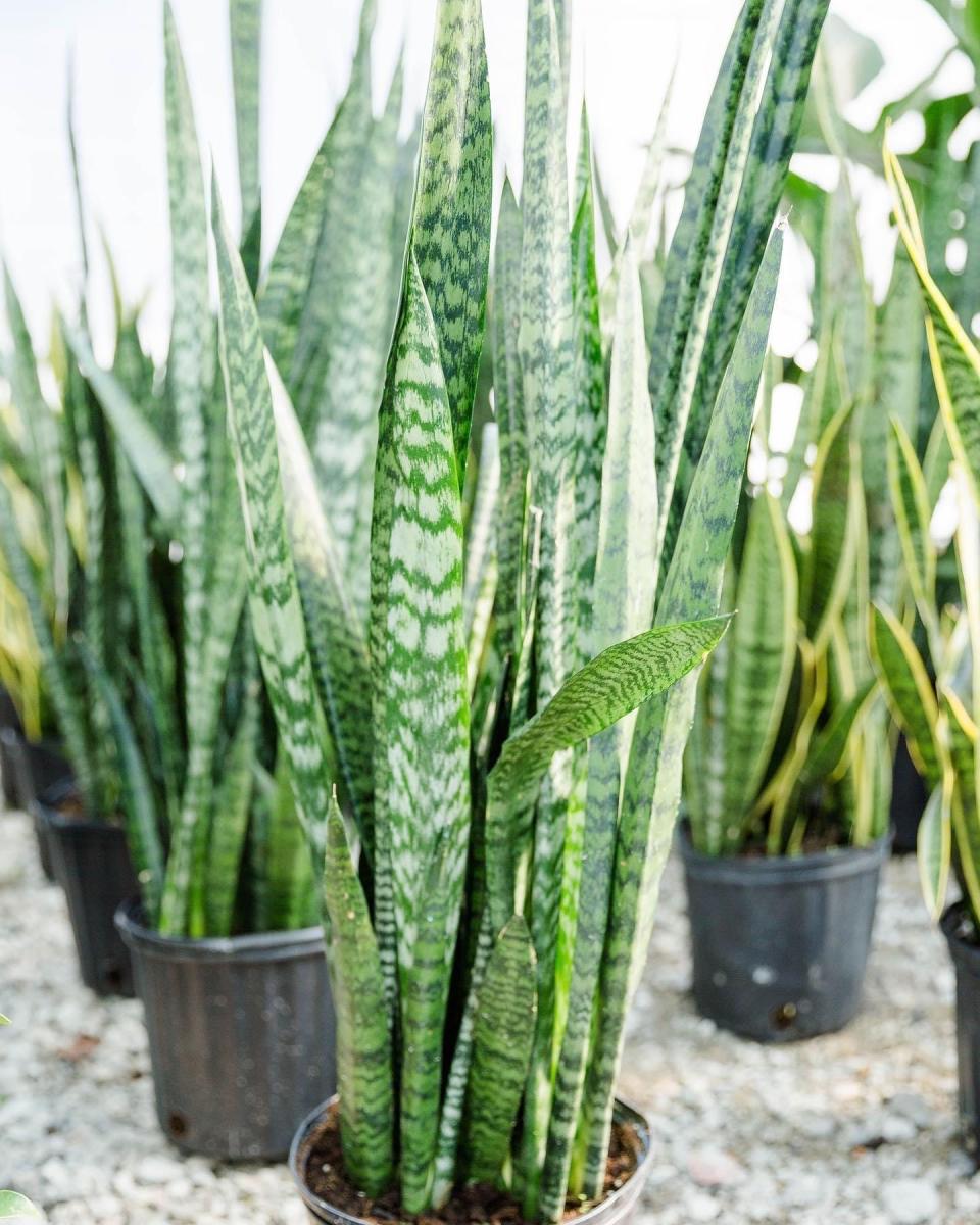 The Sansevieria is a very low indoors maintenance plant with a contemporary look