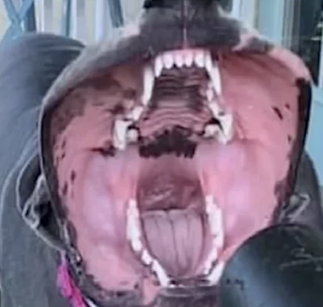 A giant dog mouth