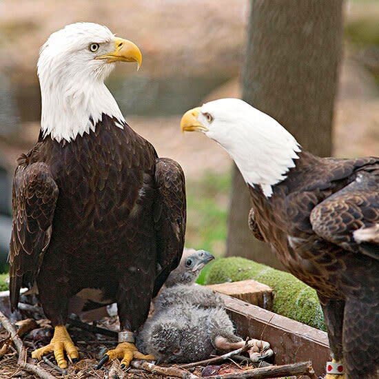 Wildlife Rehab Center