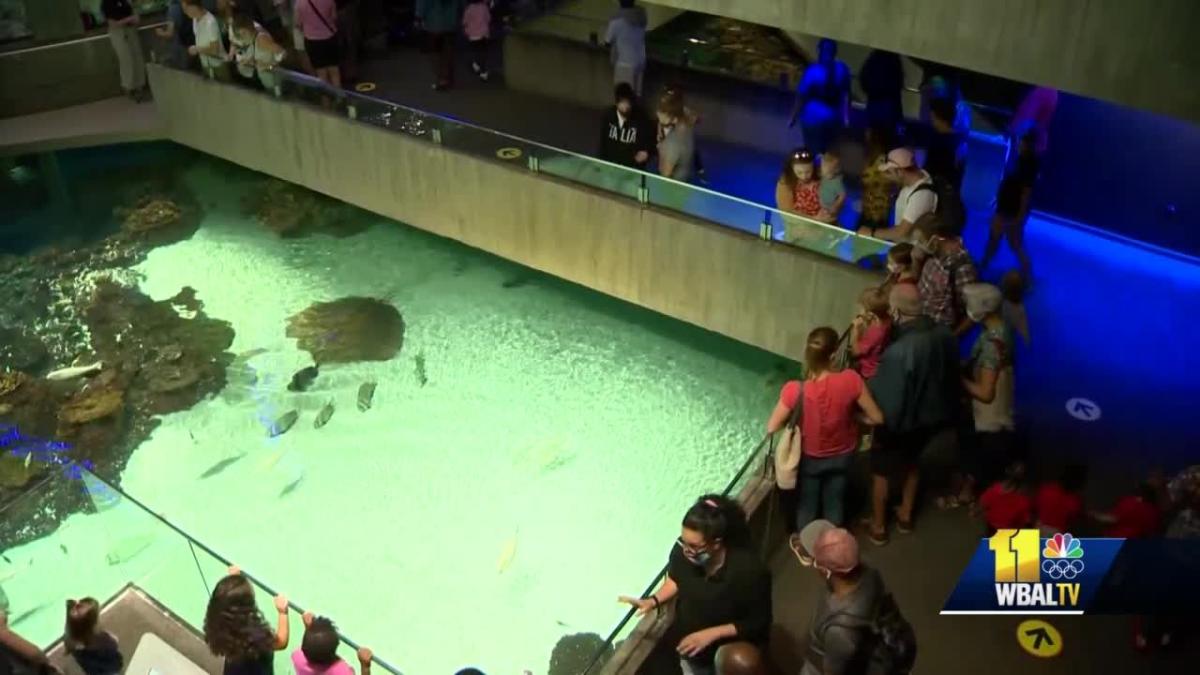 PHOTOS: National Aquarium celebrates its 35th anniversary