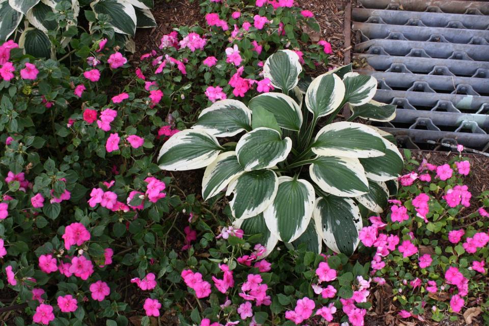 Impatiens and hosta at the Joe B. Parks Riverwalk Public Gardens.