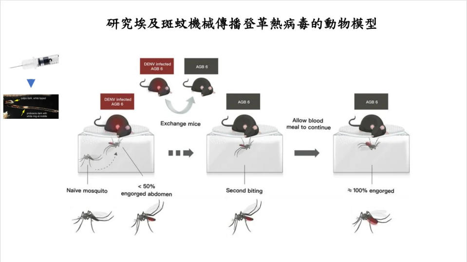 <strong>團隊利用動物實驗證實，埃及斑蚊可能透過類似共用針頭的傳播模式完成登革病毒的傳播。（圖／國衛院）</strong>