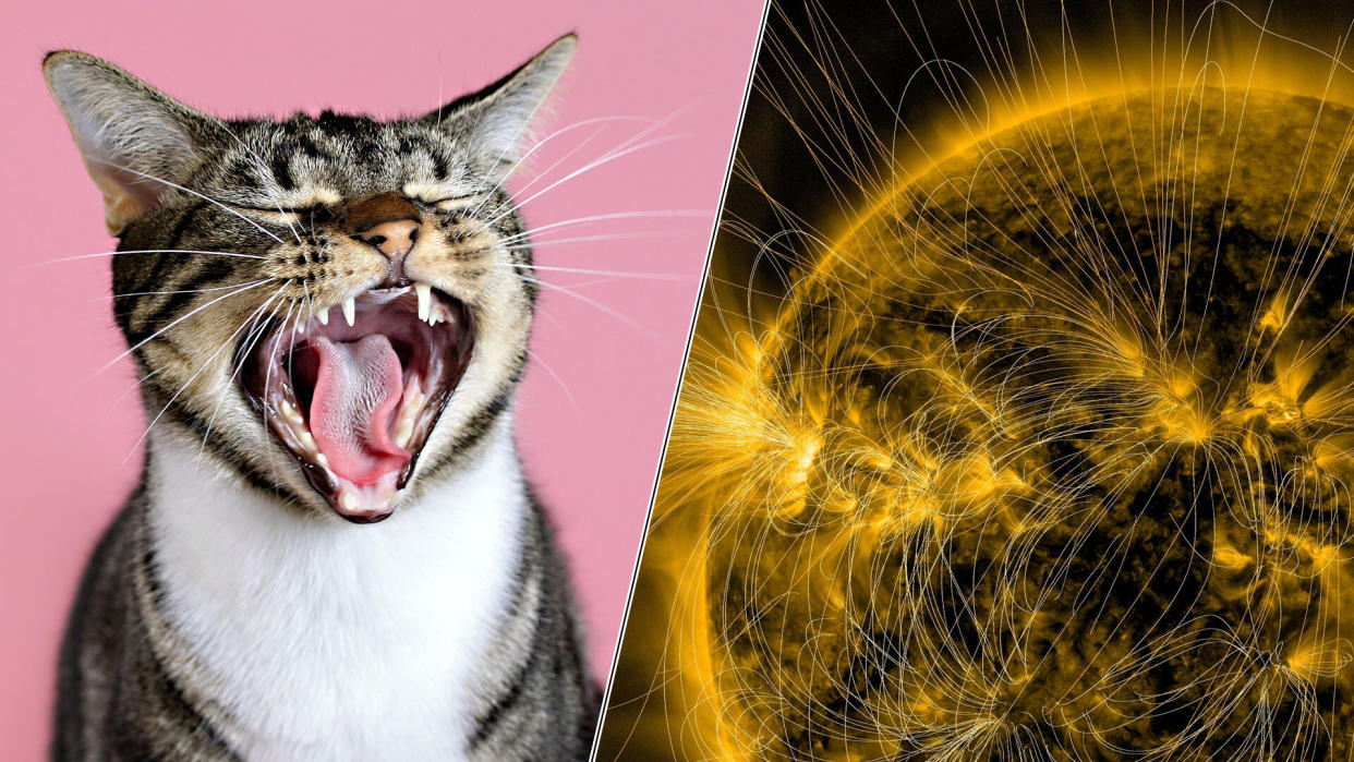  Striped cat yawns with wide open mouth on bright pink background; The sun showing sunspots, solar flares and coronal mass ejections. 