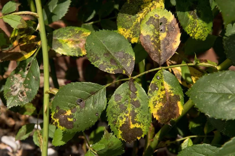 Blackspot on a rose bush (Alamy/PA)