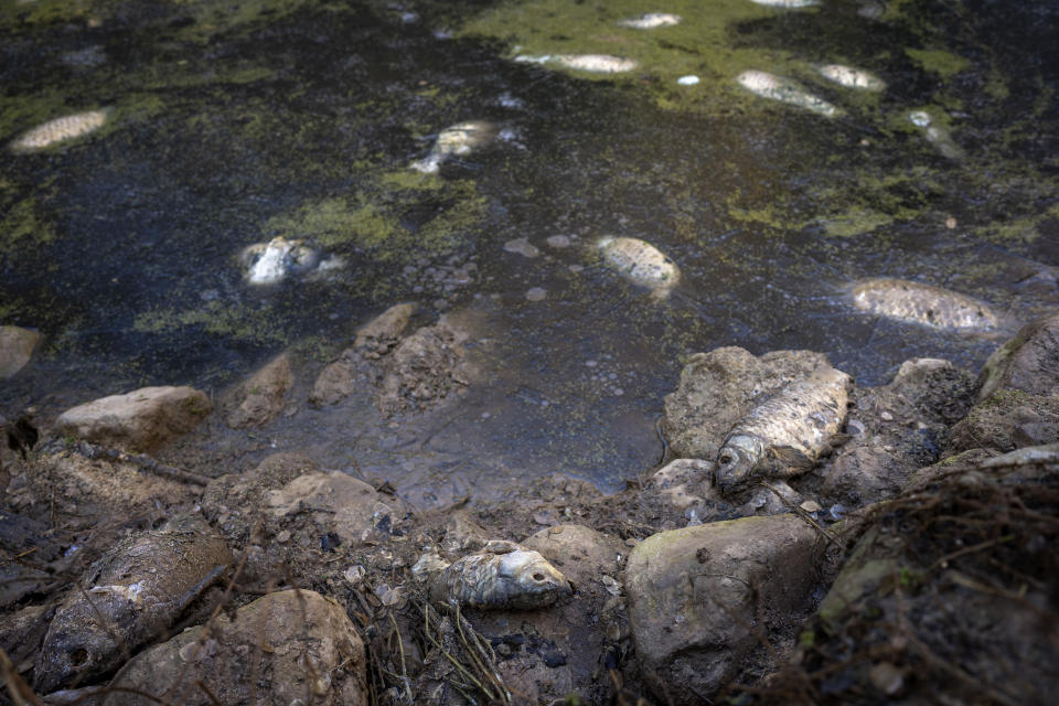 Dead fish from suffocation float on the polluted shore of the Olost dam, which is completely dry, near Vic, about 90 Kilometres (55 miles) north of Barcelona, Spain, Monday, Jan. 22, 2024. Barcelona and the surrounding area of Spain's northeast Catalonia are preparing to face tighter water restrictions amid a historic drought that has shrunk reservoirs to record lows. Catalonia has recorded below-average rainfall for 40 consecutive months. Experts say that the drought is driven by climate change and that the entire Mediterranean region is forecast to heat up at a faster rate than many other regions in the coming years. (AP Photo/Emilio Morenatti)