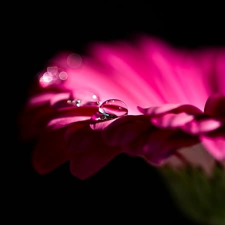 Nice red flower