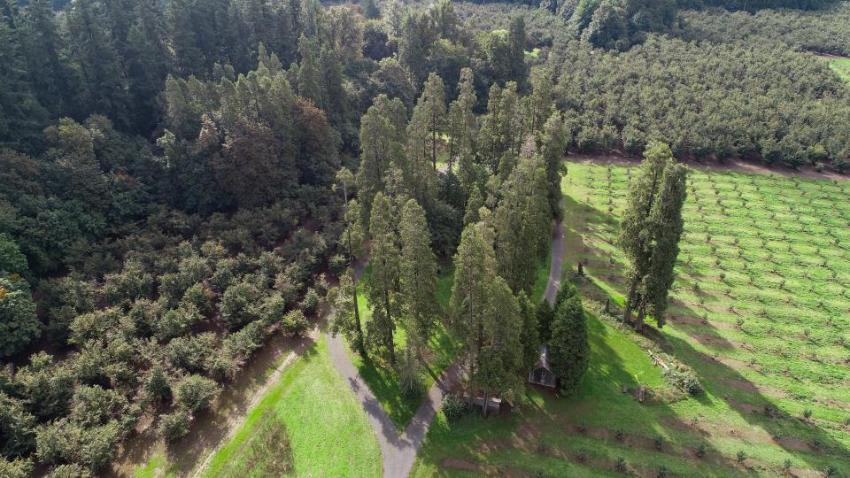 In this 2020 photo, young filbert trees of blight-resistant varieties can be seen growing alongside older trees that are being replaced over time to mitigate loss due to eastern filbert blight.