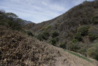 A farmer works in a marijuana field surrounded by a poppy field that was sprayed dry months ago by an army helicopter in the mountains surrounding Badiraguato, Sinaloa state, Mexico, Wednesday, April 7, 2021. In Mexico, demand and the price of marijuana fell when several states in the U.S. legalized it, though it continues exporting bulk quantities and is the top foreign supplier to U.S. consumers, according to a report by the U.S. DEA. (AP Photo/Eduardo Verdugo)