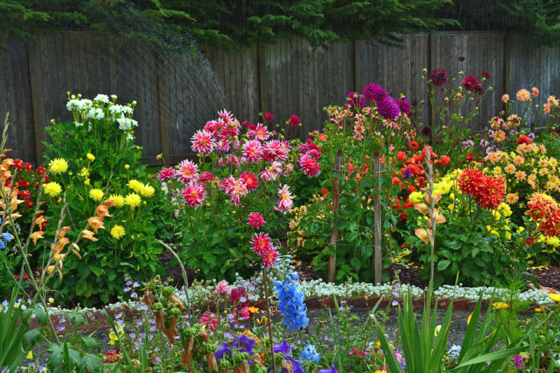 garden bed full of different colored dahlia flowers