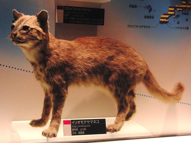 日本的西表山貓為石虎亞種，為瀕危物種。（翻攝自維基百科Momotarou2012 ）