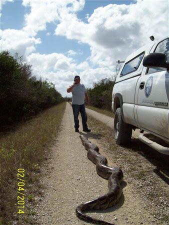 A near record-breaking Burmese Python measuring more than 18-feet long (5.5 meters) is shown in this January 4, 2014 handout photo provided by South Florida Water Management District January 5, 2014 in Everglades National Park near Miami, Florida. REUTERS/South Florida Water Management District/Handout via Reuters