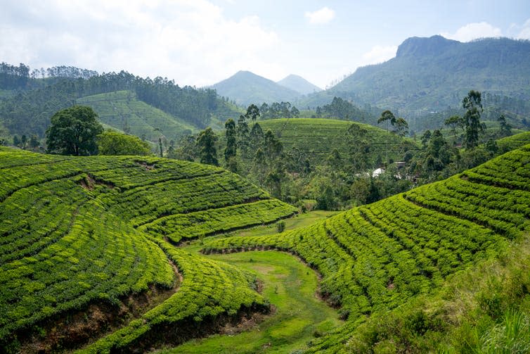 <span class="caption">Rural Sri Lanka.</span> <span class="attribution"><a class="link " href="https://www.shutterstock.com/image-photo/beautiful-view-high-mountain-tea-plantation-425769820?src=y3UE7E_43YdthQyG-9umRw-1-64" rel="nofollow noopener" target="_blank" data-ylk="slk:Shutterstock;elm:context_link;itc:0;sec:content-canvas">Shutterstock</a></span>