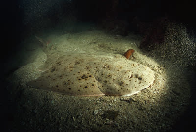 <b>This angel shark has nestled into the bottom of the ocean floor.</b> David Doubilet/National Geographic/<a class="link " href="http://www.gettyimages.com" rel="nofollow noopener" target="_blank" data-ylk="slk:Getty Images;elm:context_link;itc:0;sec:content-canvas">Getty Images</a>