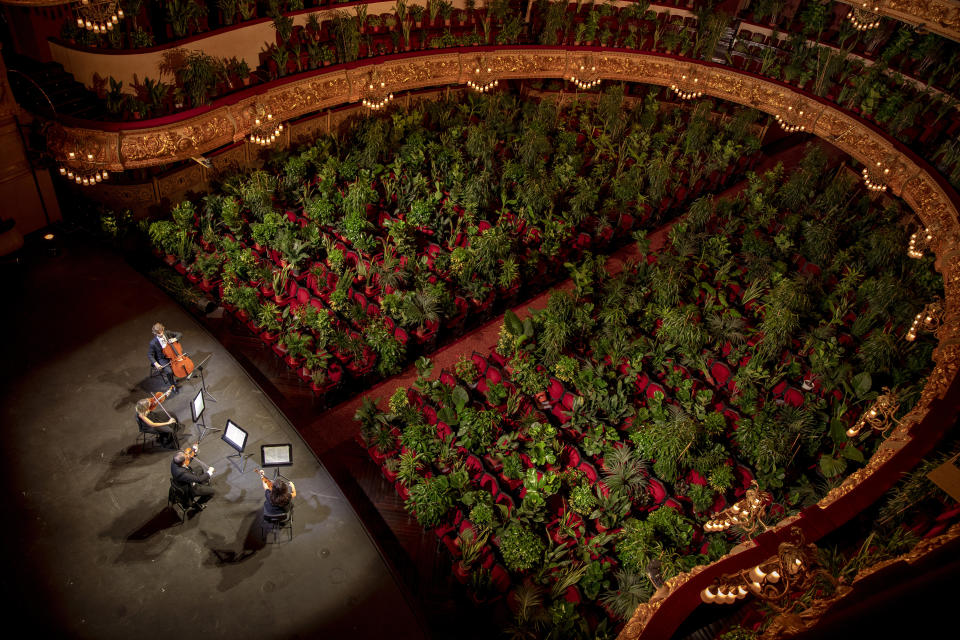 Musicians rehearse at the Gran Teatre del Liceu in Barcelona, Spain, Monday, June 22, 2020. The Gran Teatre del Liceu reopens its doors, in which the 2,292 seats of the auditorium will be occupied on this occasion by plants. It will be on 22 June, broadcast live online, when the UceLi Quartet string quartet performs Puccini's "Crisantemi" for this verdant public, brought in from local nurseries. (AP Photo/Emilio Morenatti)