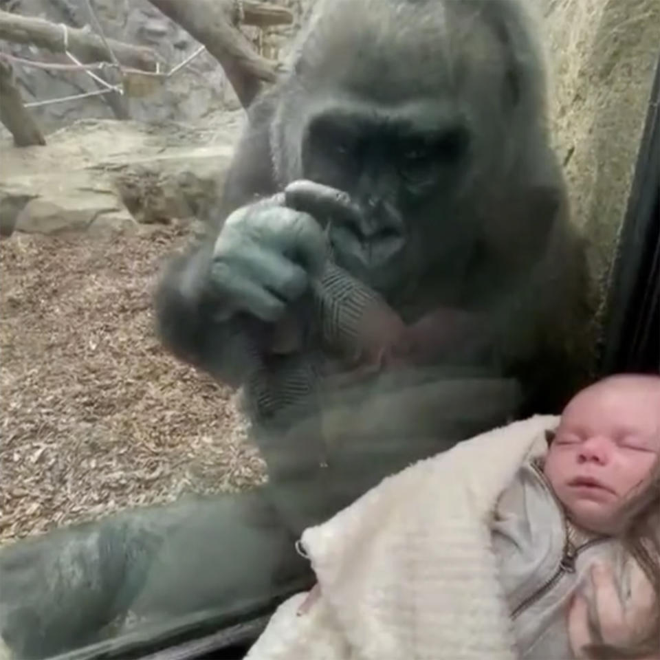 Kiki the gorilla stares at baby boy through zoo exhibit glass (Courtesy Michael Austin)