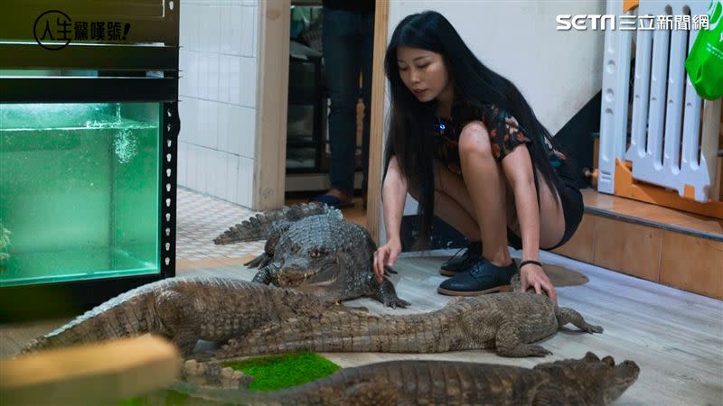 28歲的正妹沙西米在家養了7隻鱷魚當寵物，時常記錄生活點滴，也讓她小有名氣。（圖／記者戴華辰攝影）