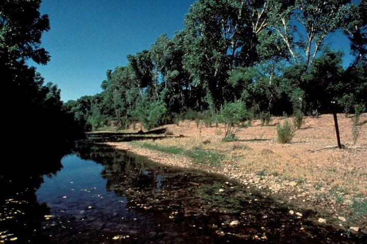 Cattle have eaten vegetation along the San Pedro river in this photo from 1987. The lack of a tree canopy further destroys the habitat that numerous endangered species call home.