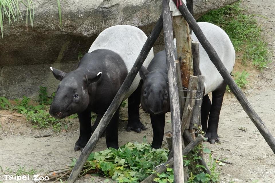 北市動物園「貘克」疑熱衰竭驟逝！插畫家馬來貘「15字告別」萬粉淚崩了