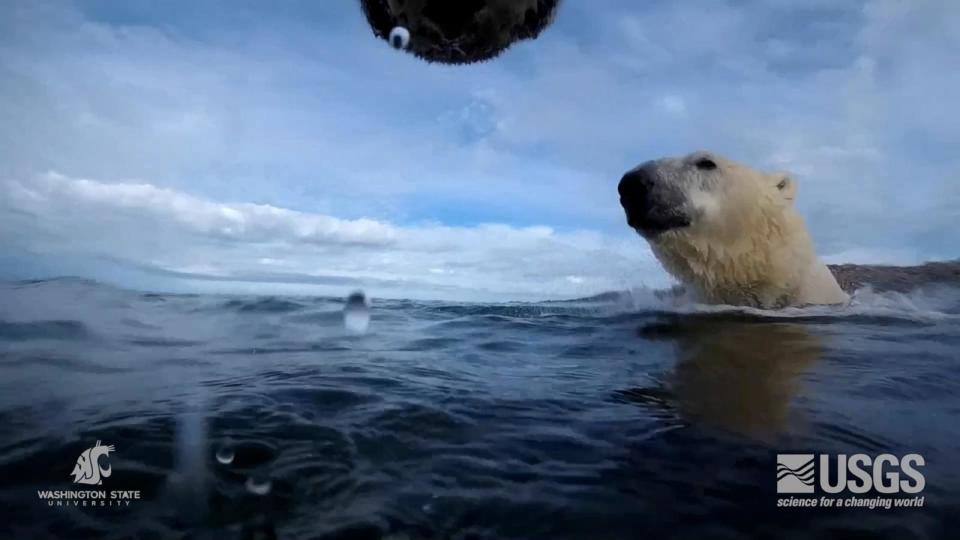 PHOTO: Image of collar footage captured during the study. (USGS)