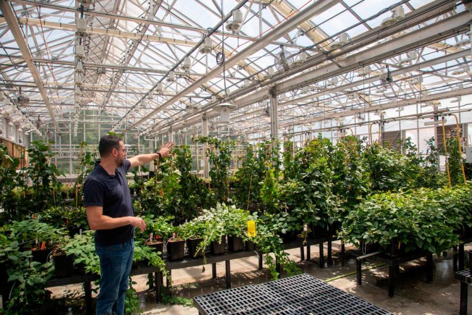 Controlled Environment Manager, Bruno Casamali, shows gene edited blackberry plants inside a greenhouse at Pairwise in Research Triangle Park.