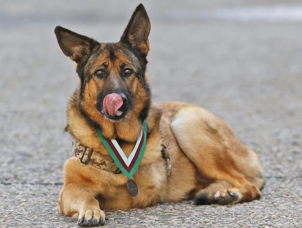 Heroic U.S. Marine dog Lucca rests for photographers after receiving the PDSA Dickin Medal, awarded for animal bravery, equivalent of the Victoria Cross, at Wellington Barracks in London, Tuesday, April 5, 2016. (AP Photo/Frank Augstein)