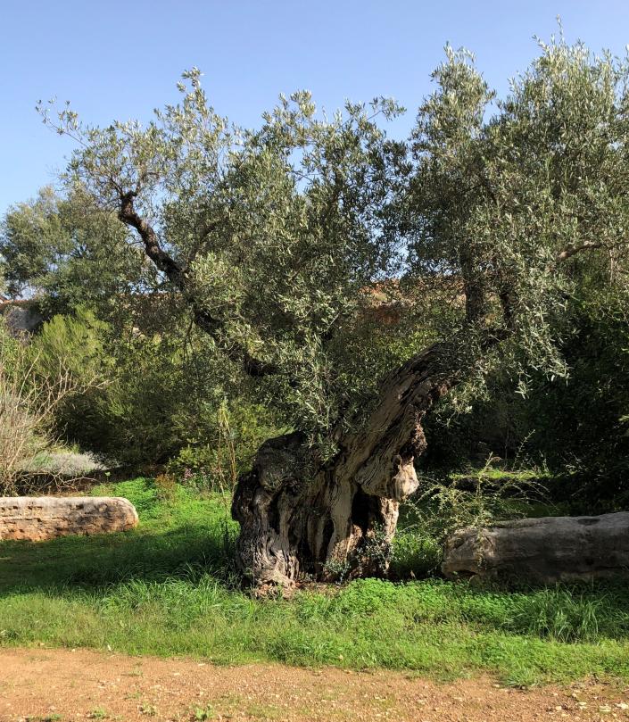 This ancient olive tree has been creating energy from the sun for a long time.
