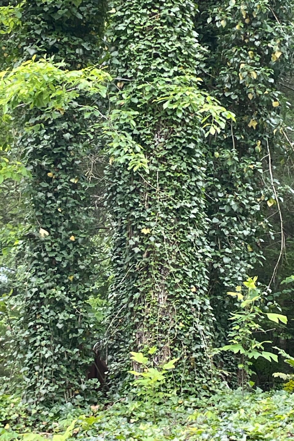 Three mature oak trees covered by English ivy.